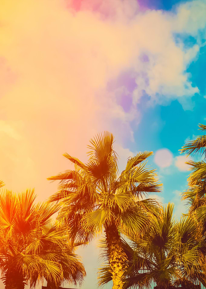 Tropic Palm Trees Against