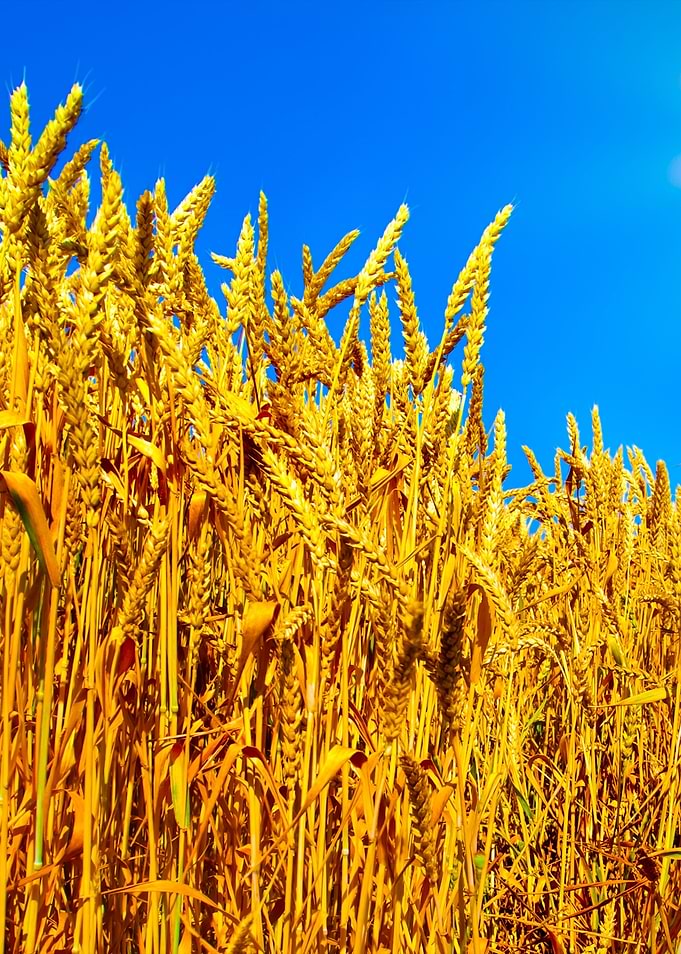 Wheat Field Against Blue S