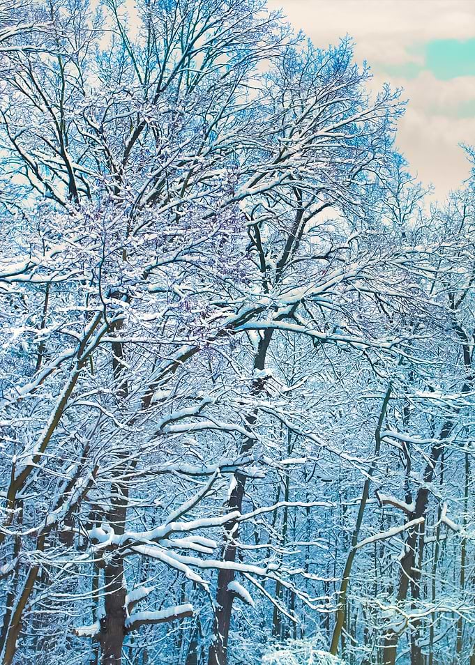 Winter Forest