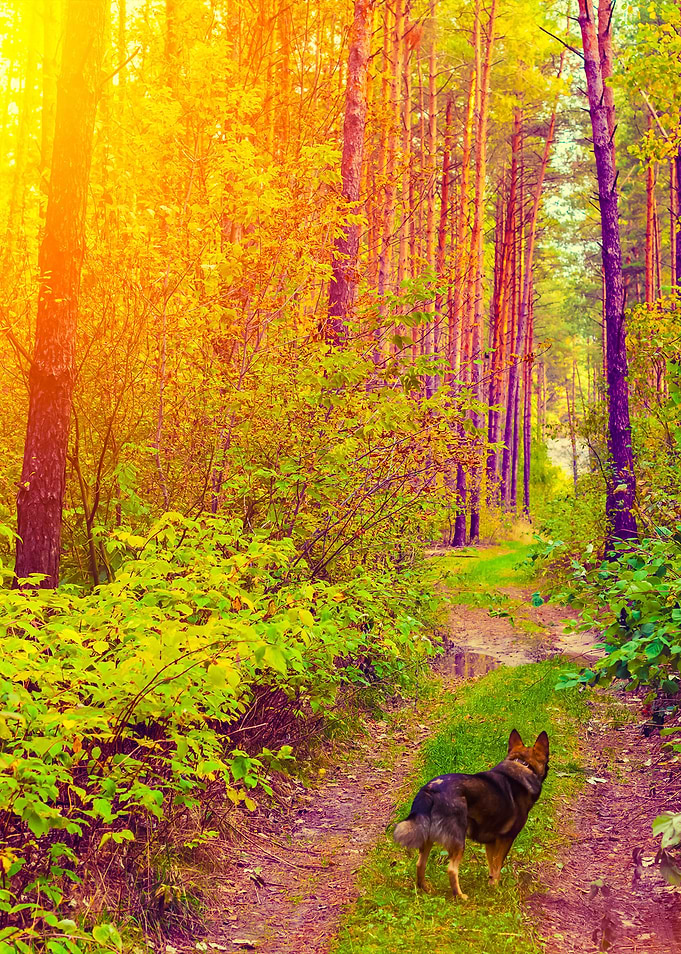 Dog Walking In The Forest