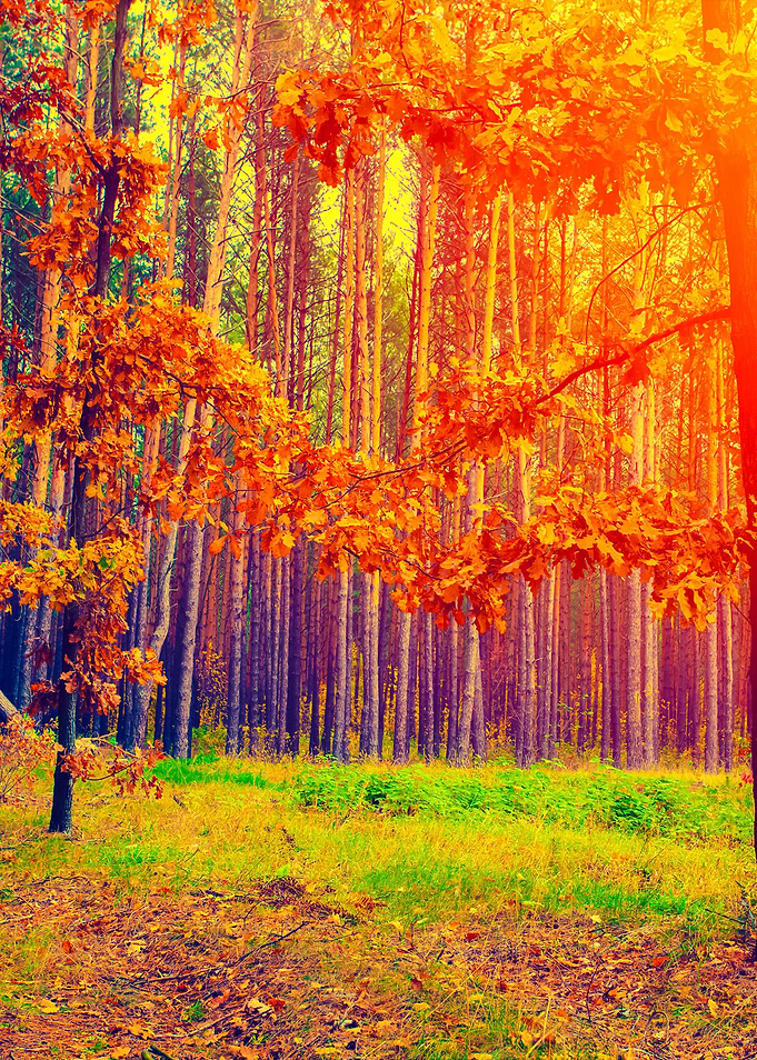 Autumn Forest