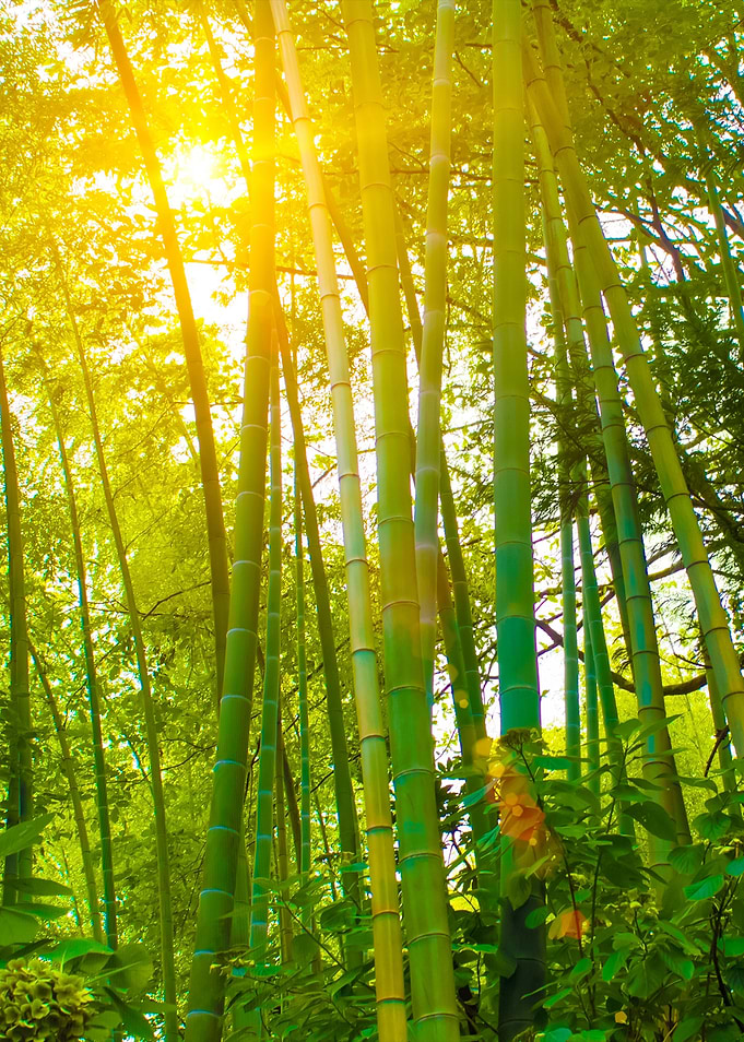 Bamboo Forest In The Sunli