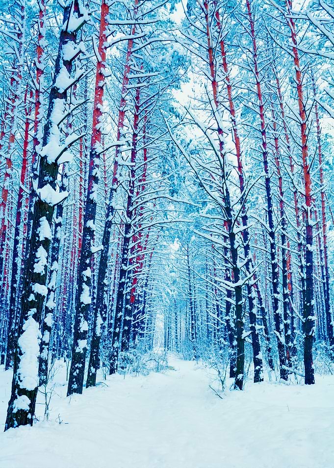 Pine Forest In Winter