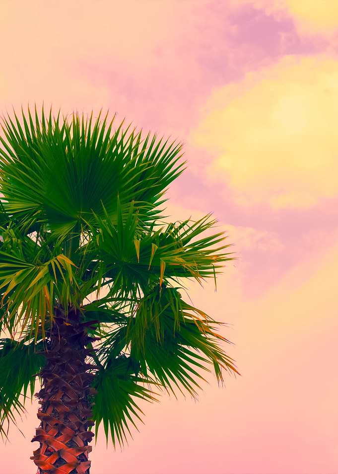Palm Tree Krone Against Pi