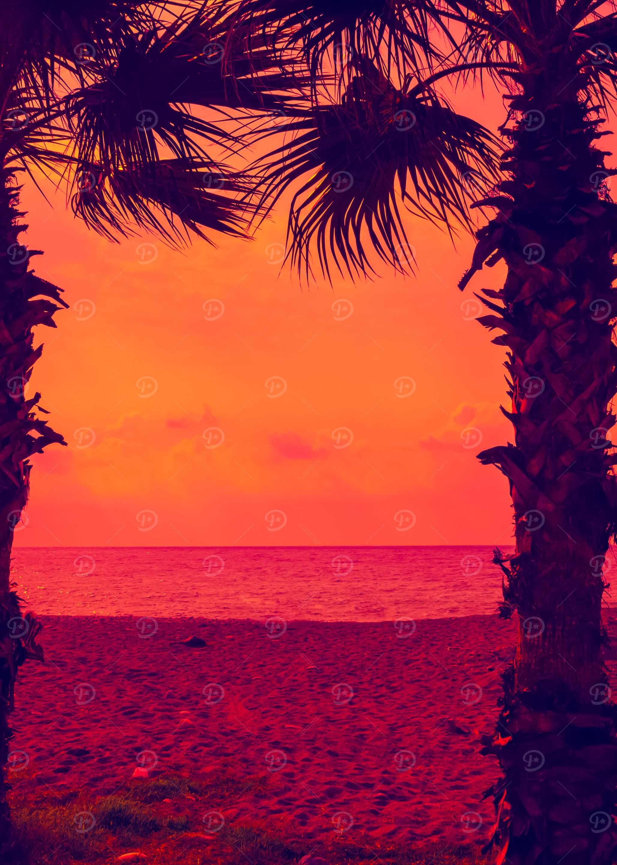 Silhouette Of Palm Trees O