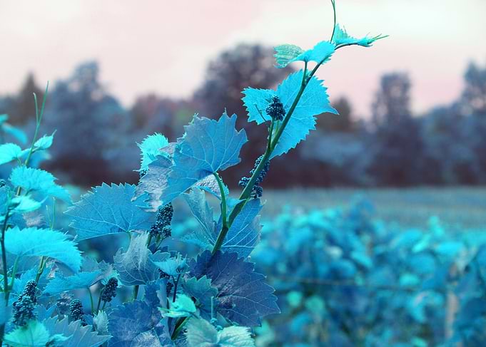 Baby Grape Clusters Blue