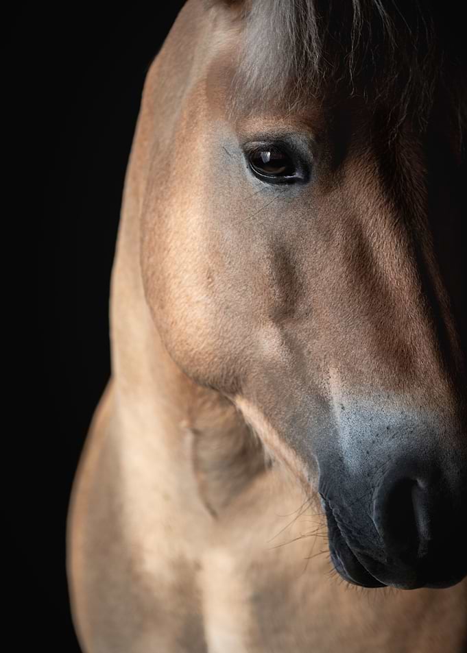 Fjord Horse Closeup
