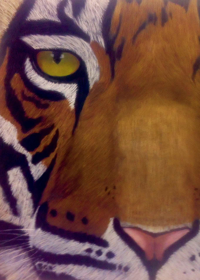 Stalking The Tiger Eye