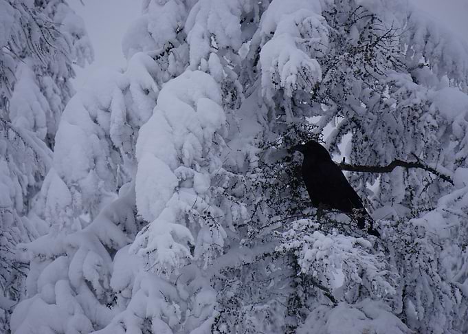 Black Raven