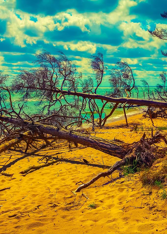 Fallen Pine Tree On The Be