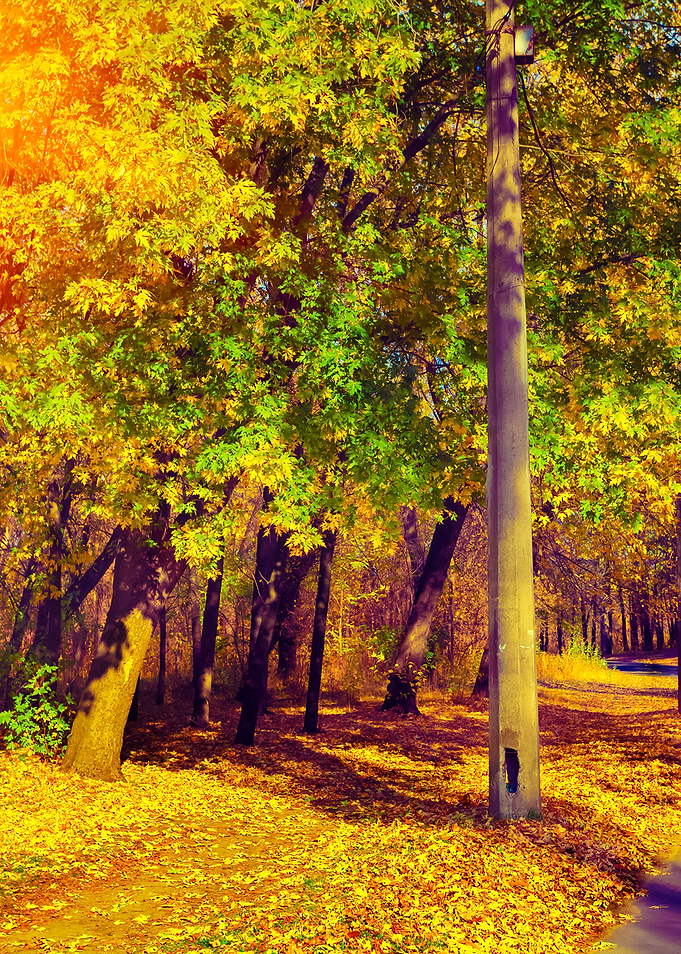 Autumn Park In Sunny Day