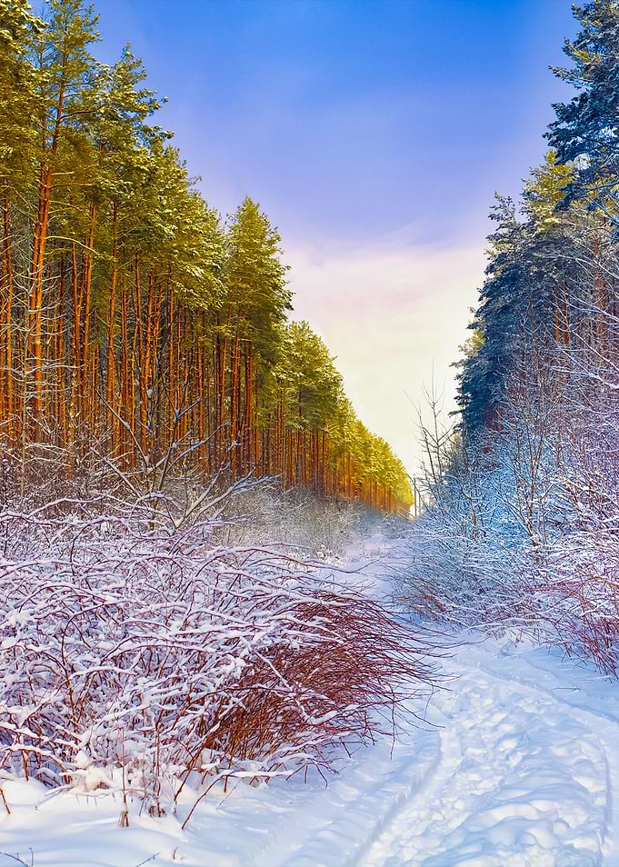 Pine Forest Covered With S