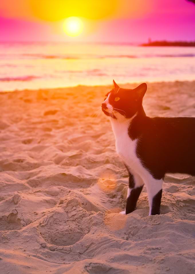Cat Walking On The Beach A