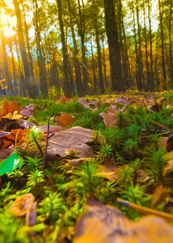Pine Forest In Autumn