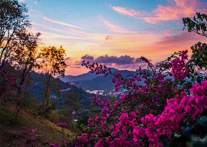 Flowers