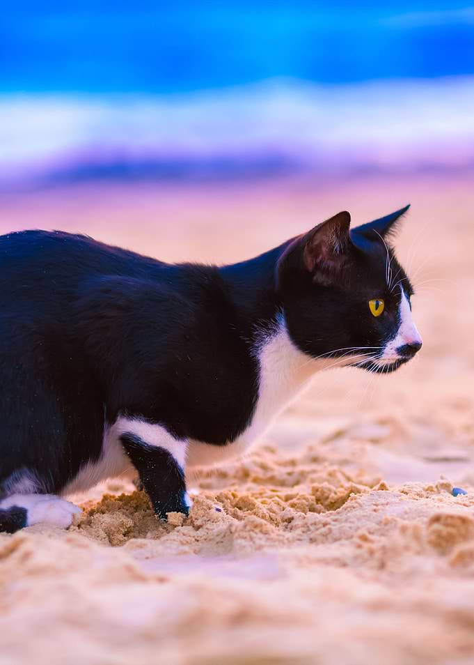 Cat Sitting On The Beach