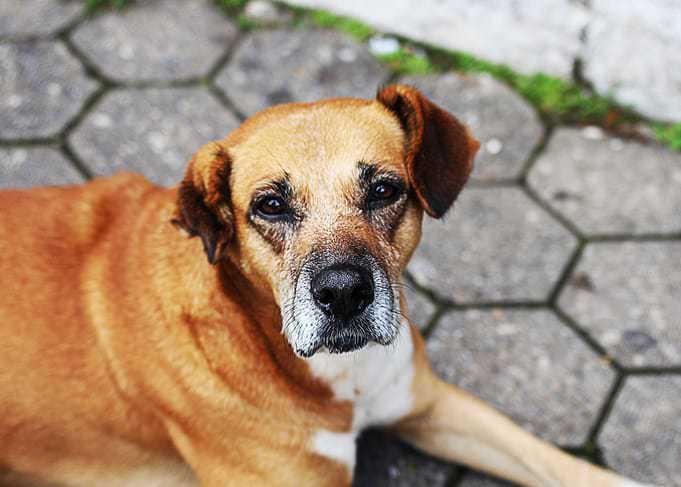 Dog Look