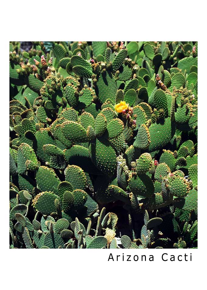 Arizona Cacti