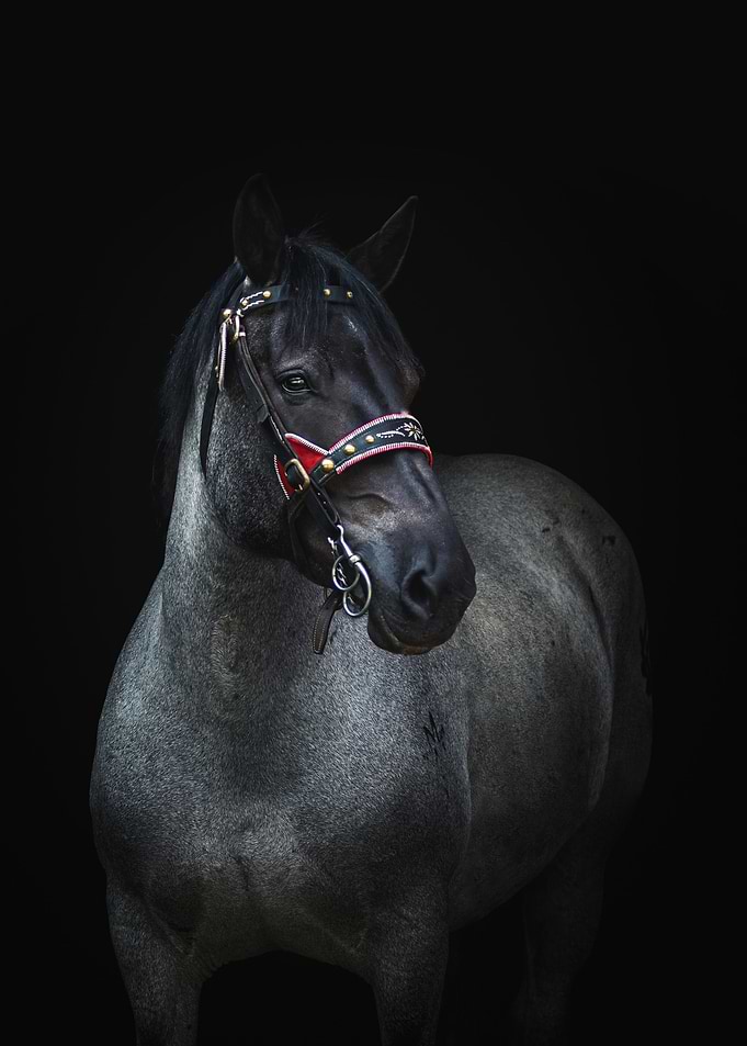 Blue Roan Noriker