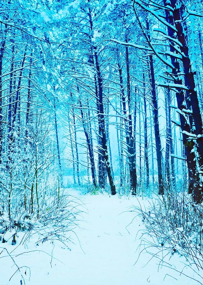 Pine Forest In Winter