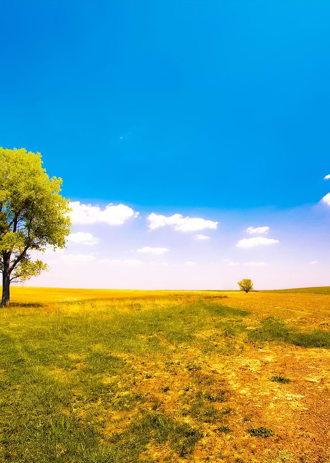 Alone Tree In The Uncultiv