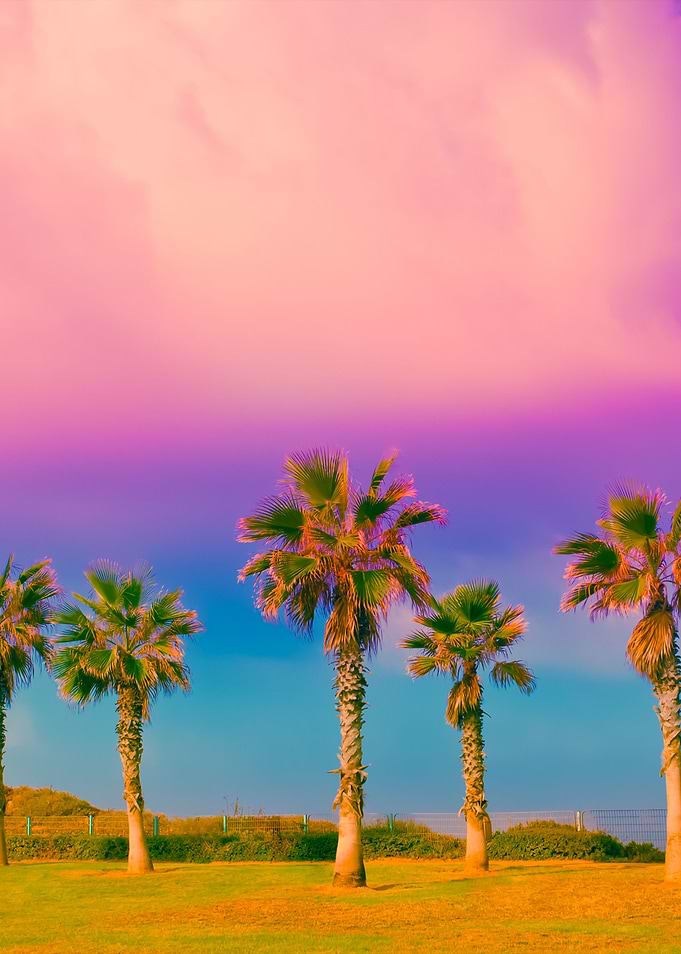 Tropical Beach With Palm T