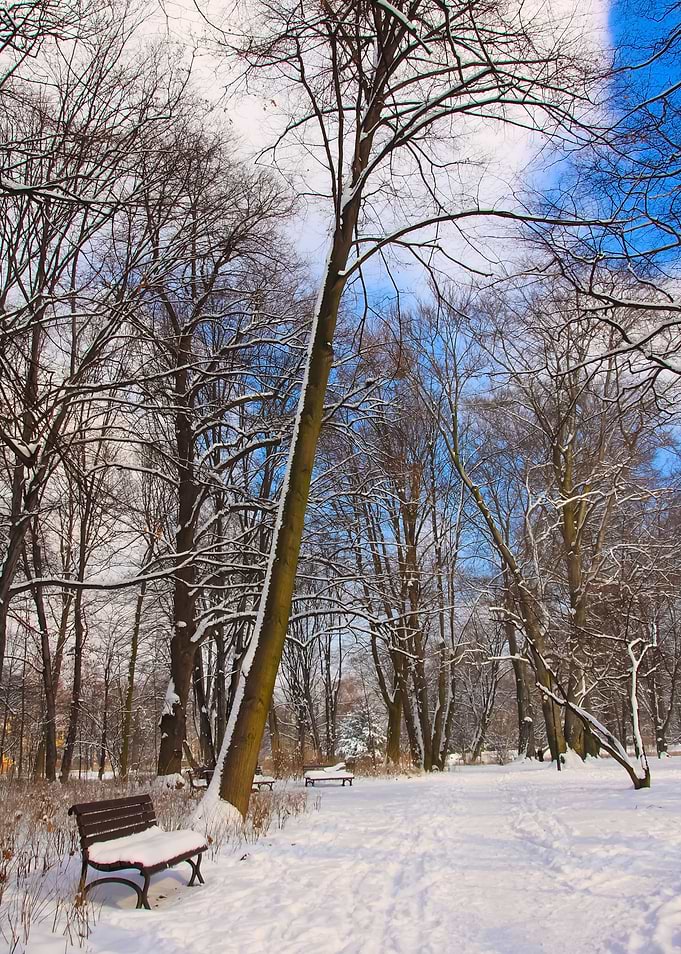 Winter In The Park