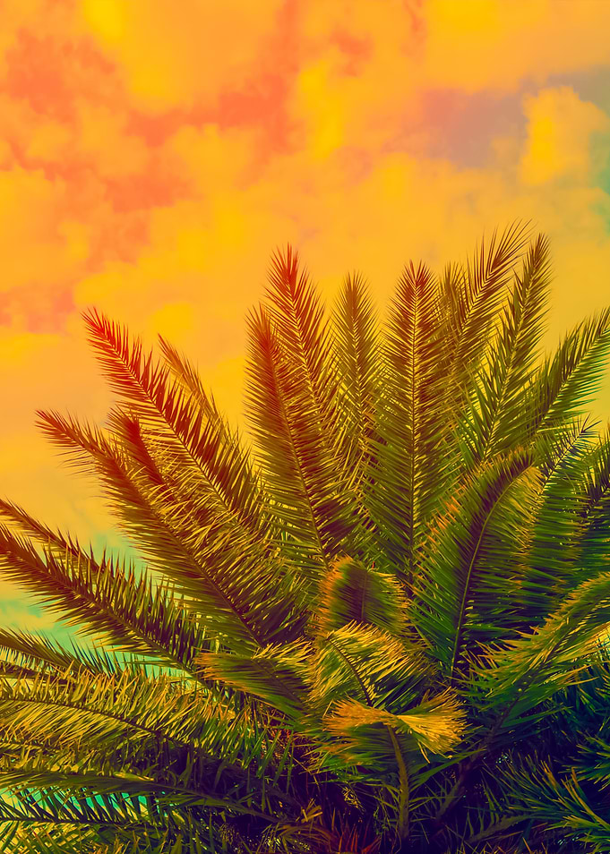 The Top Of Palm Trees On T