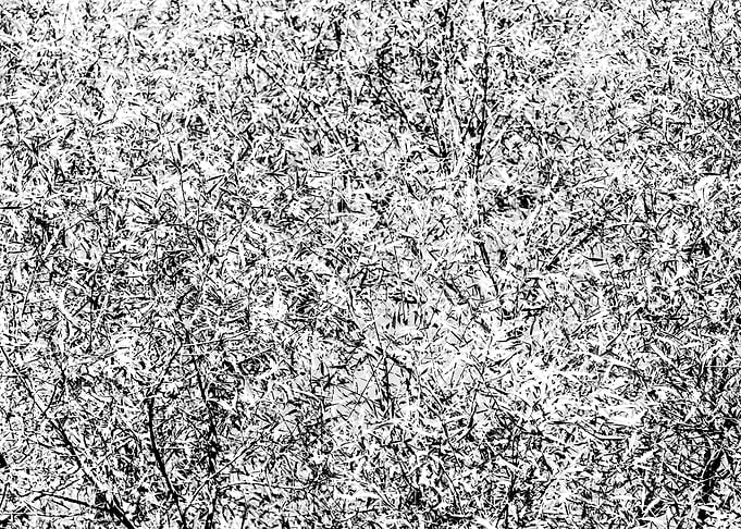 Willow Tree Foliage