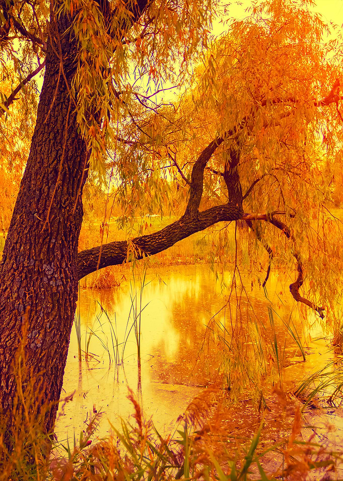 Misty Autumn Landscape At