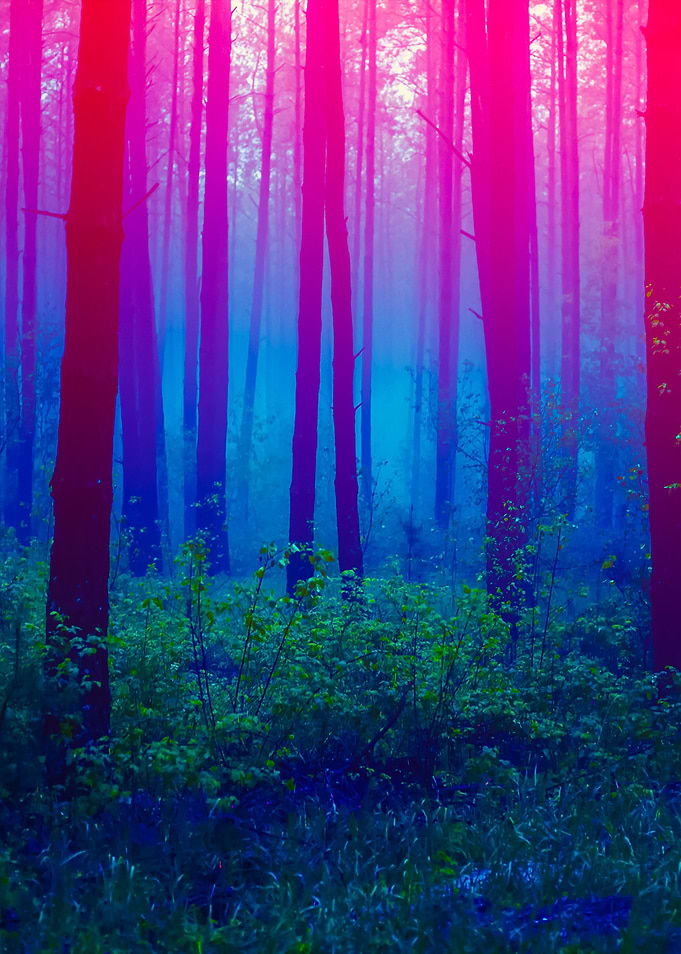 Beautiful Foggy Forest Wit