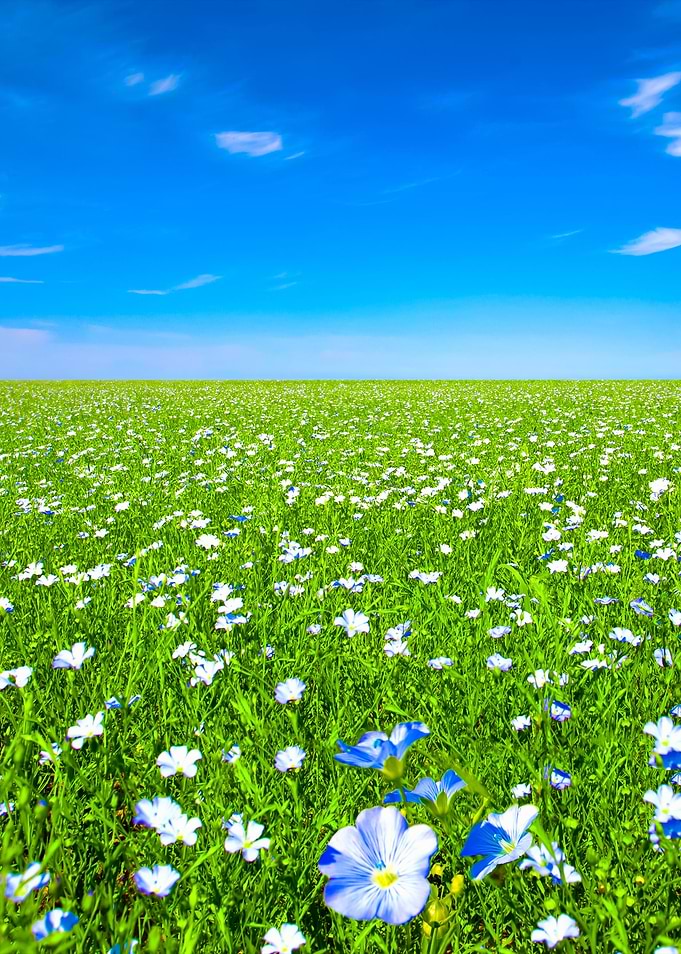 Chamomile Flowers Against