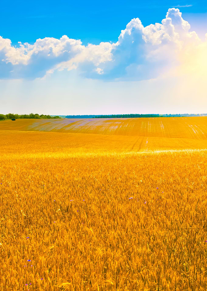 Wheat Field With Blue Sky