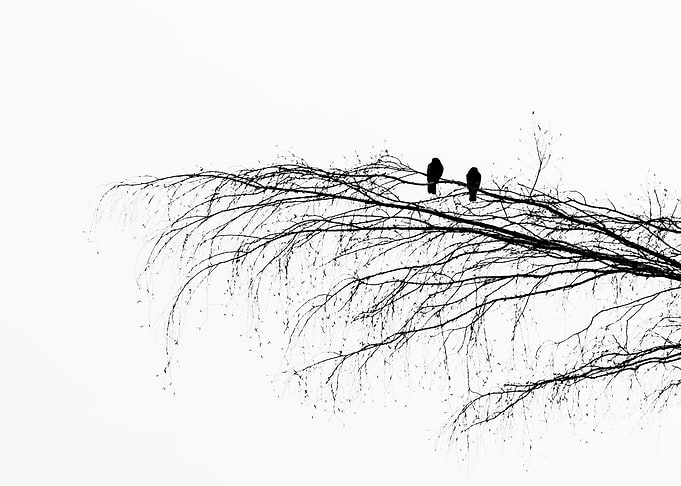 Tree Of Reconciliation