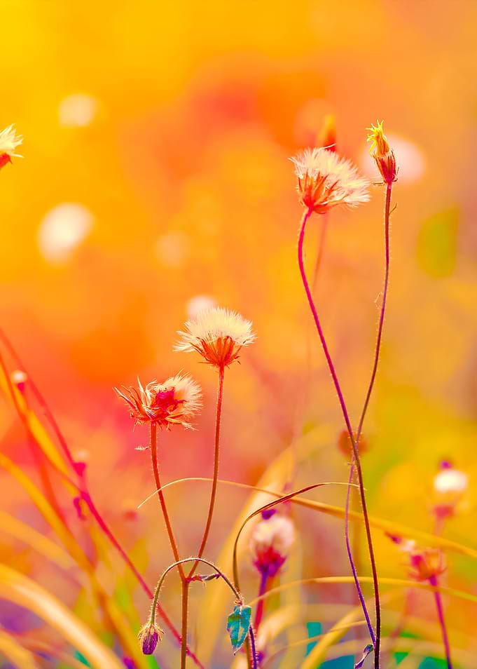Vintage Herbal Field At Su