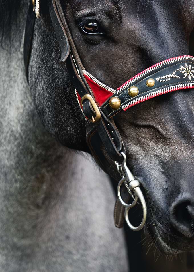 Noriker Closeup