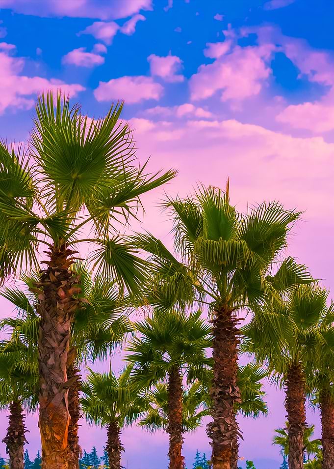 Date Palm Trees Plantation