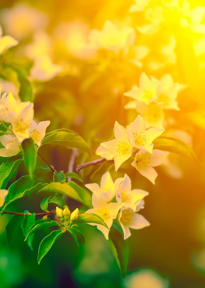 Jasmine Flowers Blossoming