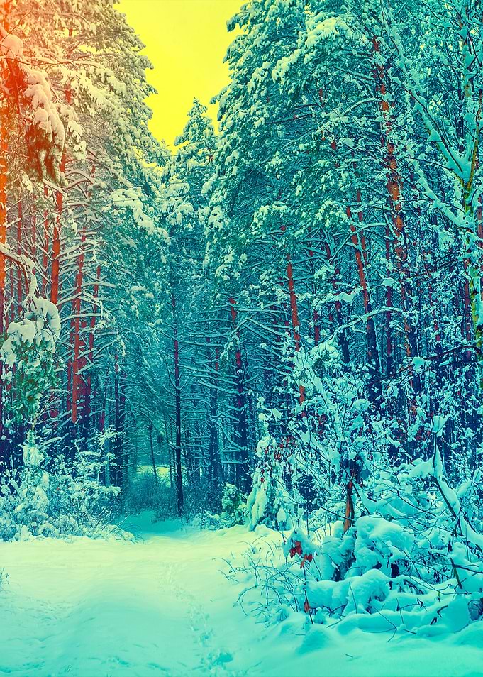 Winter Forest Covered With