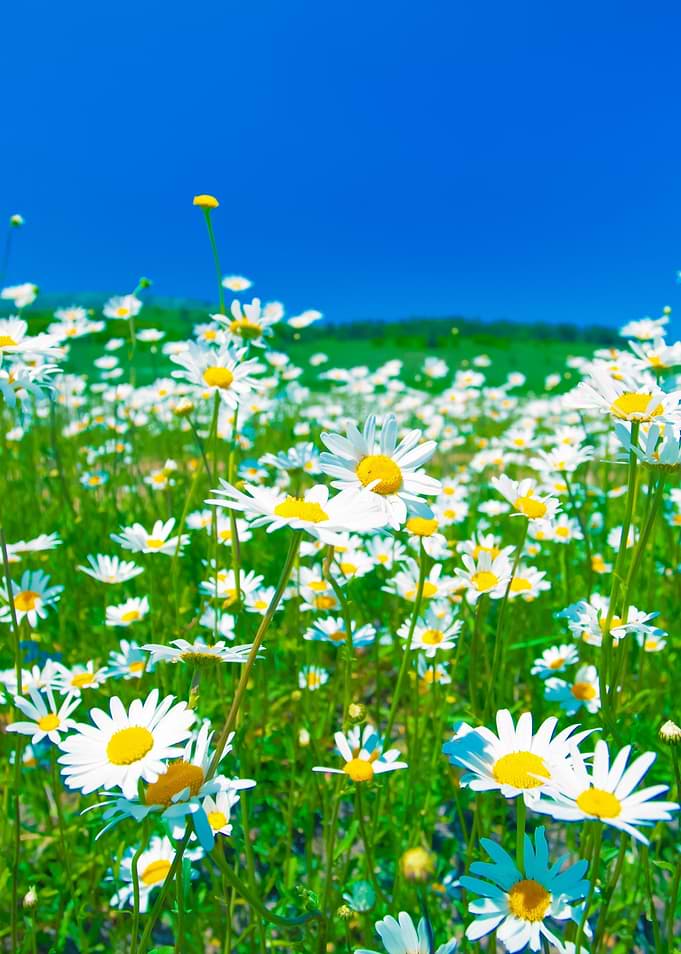 Chamomile Flowers Against