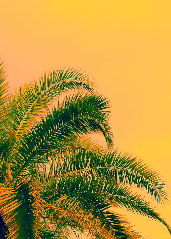 Palm Tree Against Sunrise