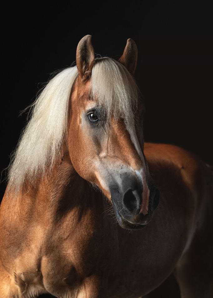 Haflinger Wiggi