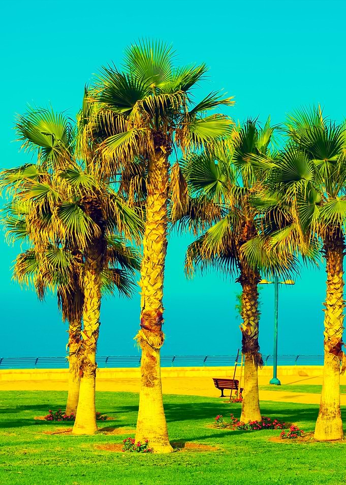 Palm Trees On The Embankme