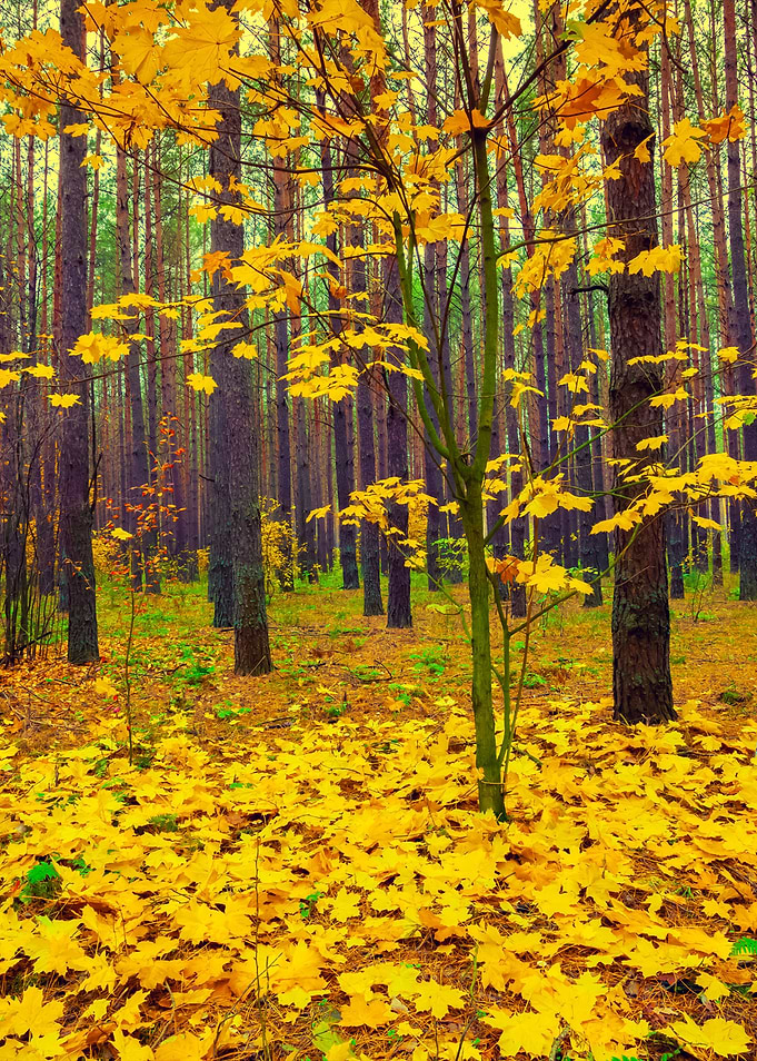 Autumn Forest