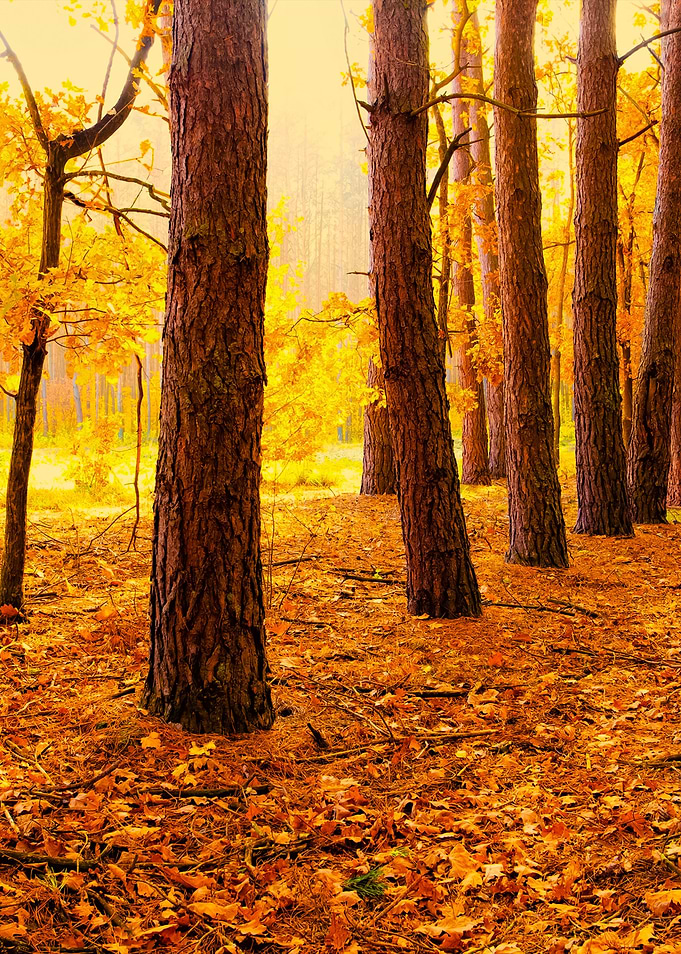 Autumn Forest