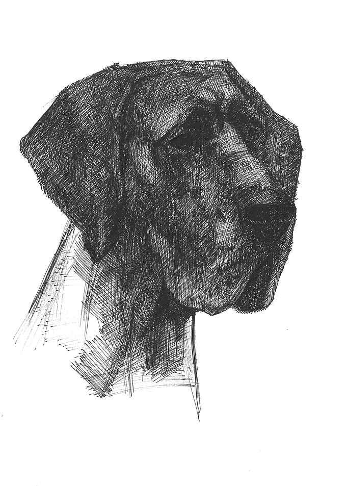 Black Great Dane