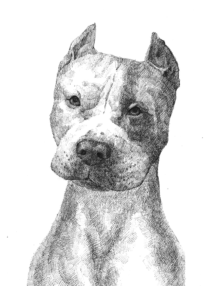 Pit Bull