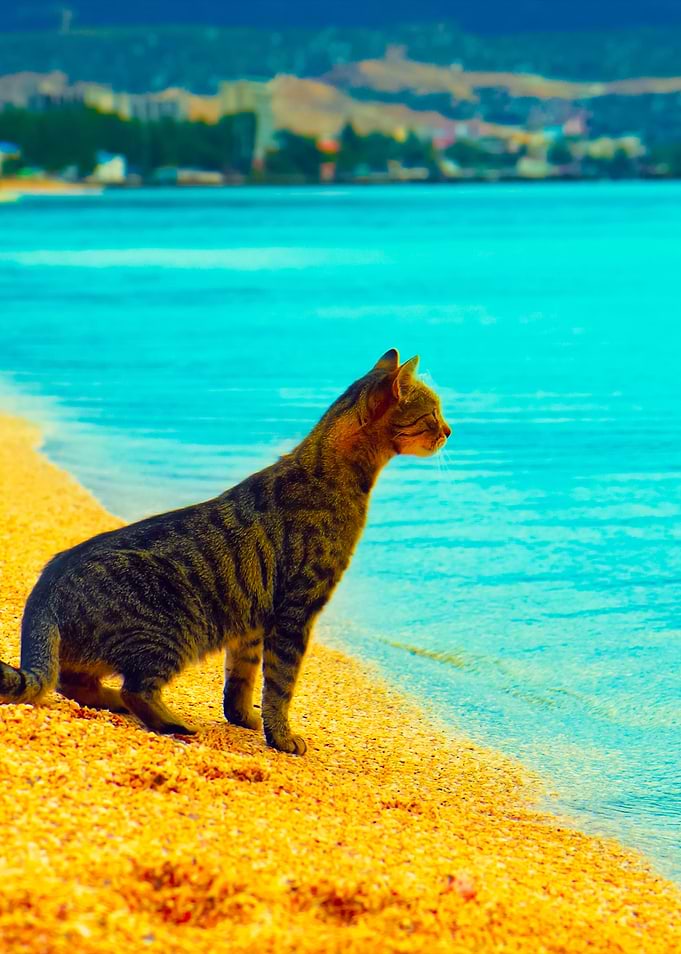 The Cat Is Sitting On The