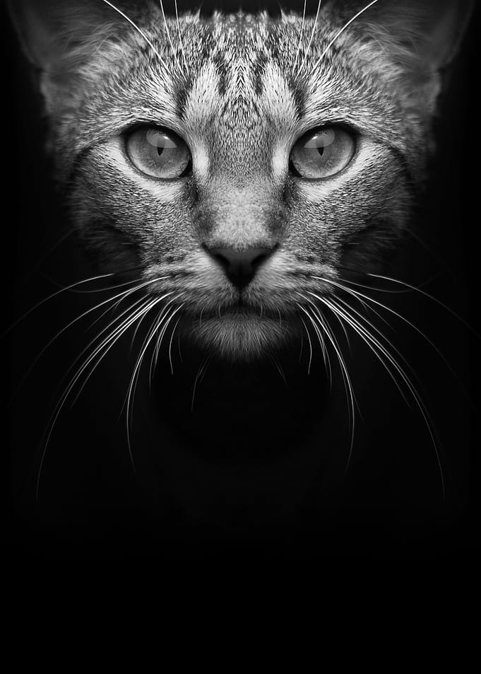 cat face black and white