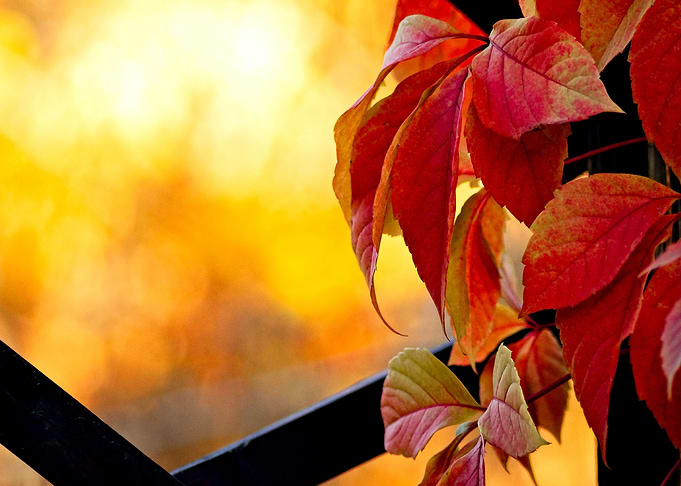Orange Vine Leaves